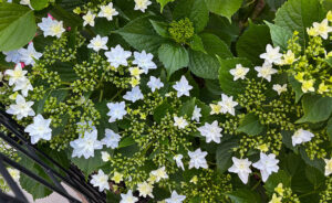 墨田の花火
