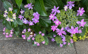 宵待ち花火